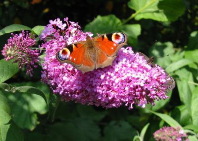 vlindertuin