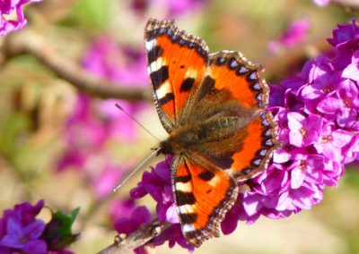 Vlindertuin