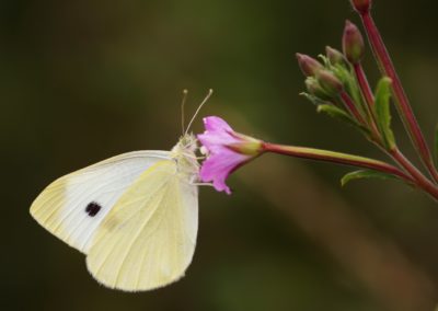 VLINDERTUIN